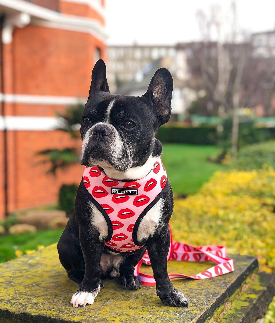 Luxury Red Lips Breathable Mesh Harness Chest Back + Traction